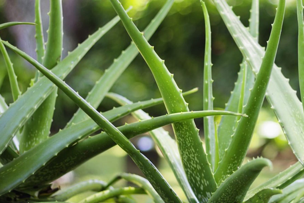 Aloe Vera – Hellas Ltd